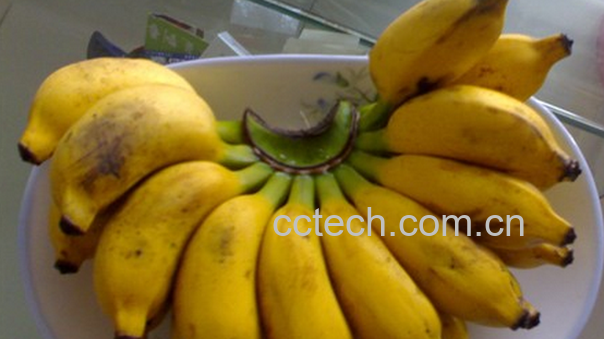 果蔬百科芝麻蕉的功效与作用-0