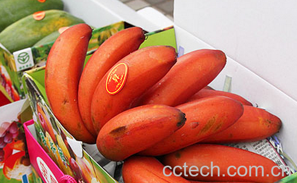果蔬百科南洋红香蕉的功效与作用-0