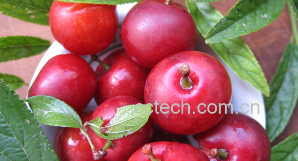 果蔬百科欧李的功效与作用-0