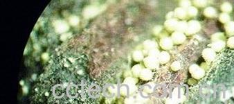 果蔬百科冠突散囊菌-0