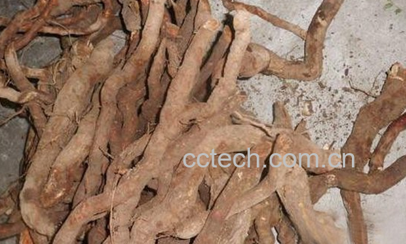 果蔬百科猕猴桃根的功效与作用-0