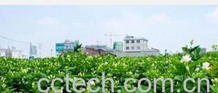 果蔬百科茉莉花茶-0