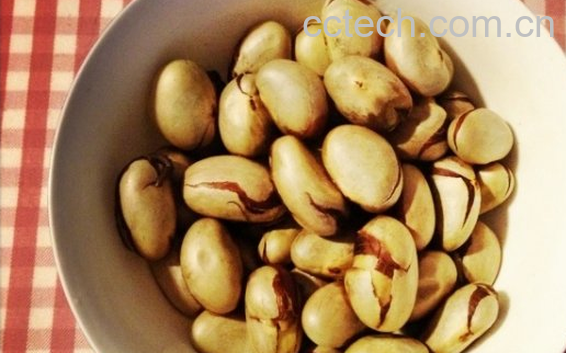 果蔬百科菠萝蜜核的功效与作用-0