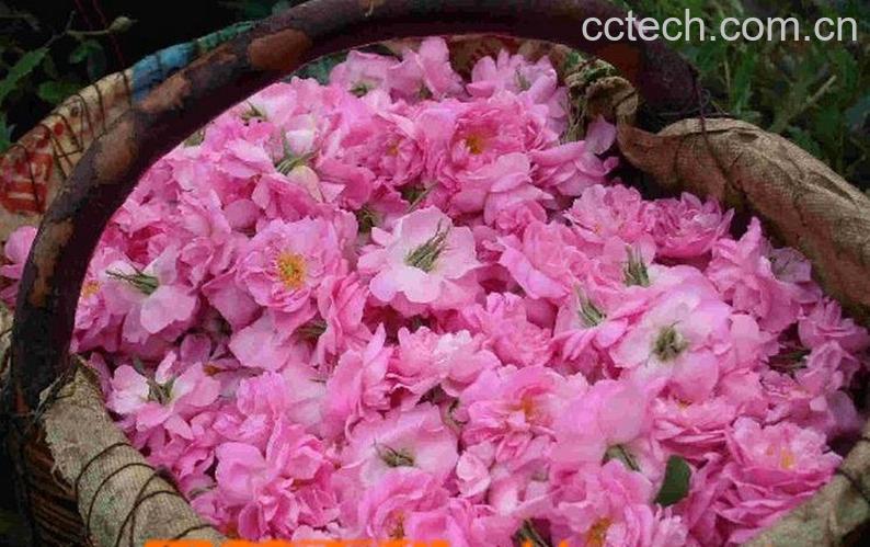 果蔬百科玫瑰纯露的功效与作用-0