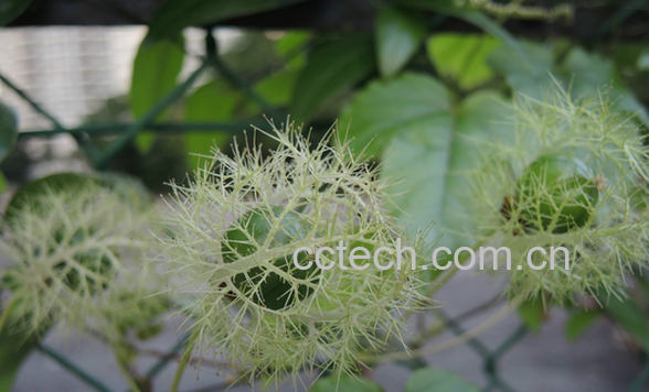 果蔬百科龙珠果的功效与作用-0