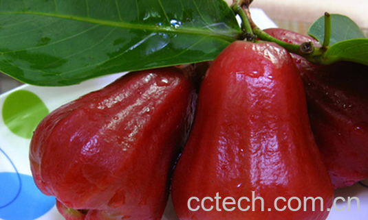 果蔬百科莲雾怎么吃好-0