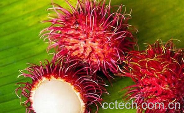 果蔬百科红毛丹-0