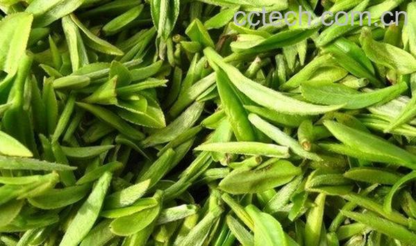 果蔬百科黄山毛尖-0