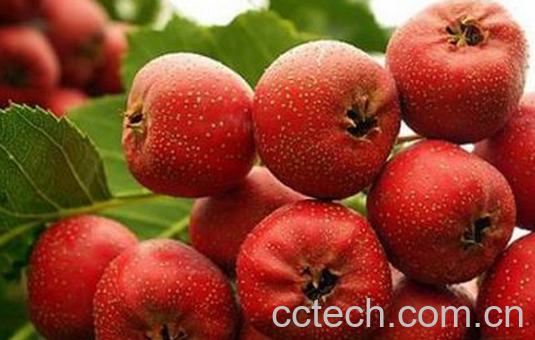 果蔬百科红果的功效与作用-0