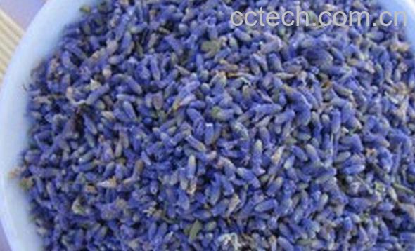 果蔬百科熏衣草花茶-0