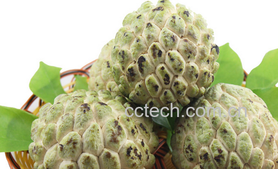 果蔬百科番荔枝的功效与作用-0