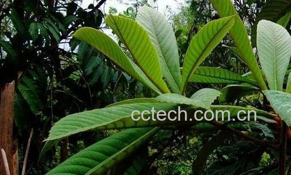 果蔬百科枇杷叶煮水的功效与作用-0