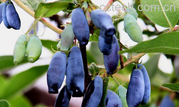 果蔬百科蓝靓果的功效与作用-0