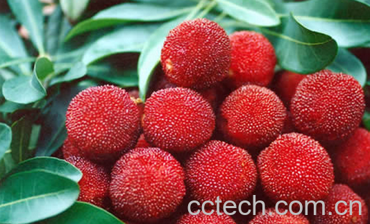 果蔬百科杨梅怎么洗最干净-0