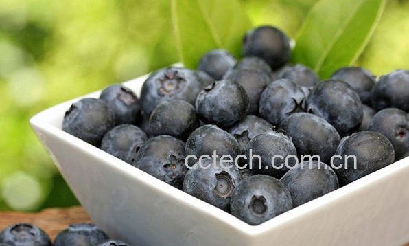 果蔬百科蓝莓的营养价值-0