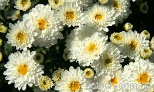 果蔬百科黄山贡菊-0