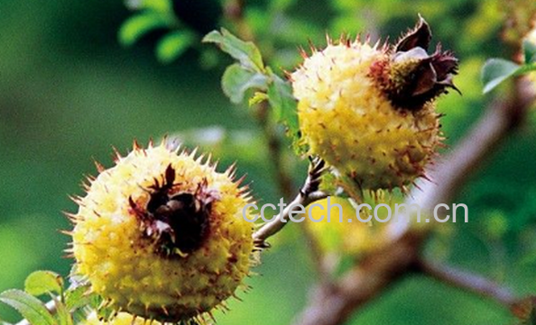 果蔬百科刺梨的营养价值-0