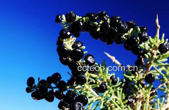 果蔬百科黑枸杞怎么吃最好-0