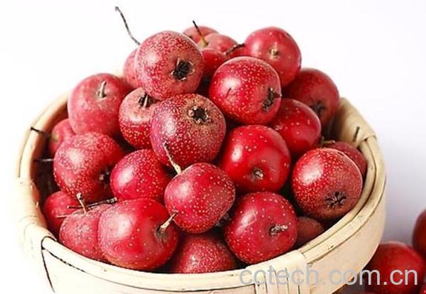 果蔬百科山楂籽的功效与作用-0