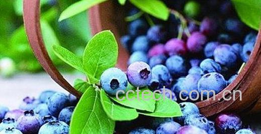 果蔬百科蓝莓的功效与作用-0