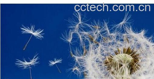 果蔬百科蒲公英-0