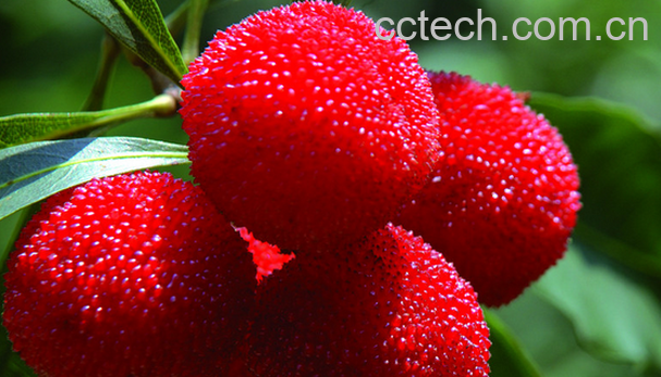 果蔬百科杨梅的营养价值与功效-0