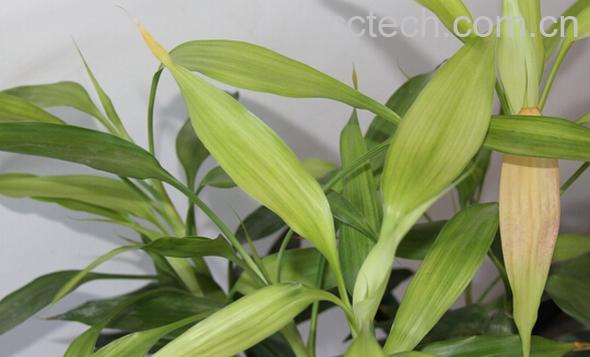 果蔬百科竹子叶子泡水喝-0