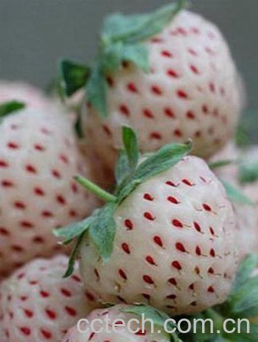 果蔬百科菠萝莓的好处和坏处 菠萝莓吃法-0