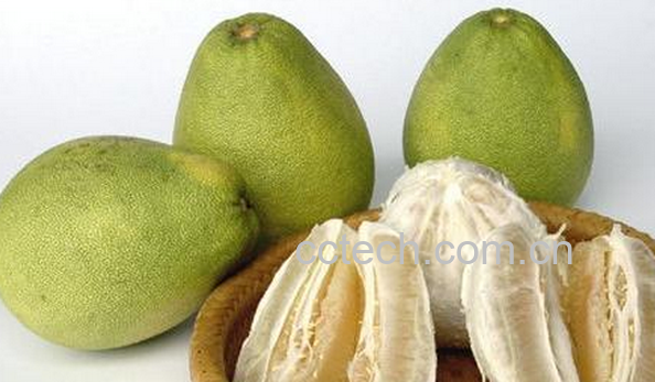 果蔬百科文旦的功效与作用-0