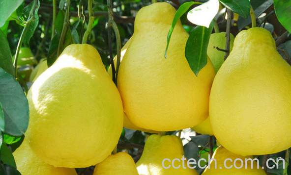 果蔬百科常见的无糖水果有哪些-0