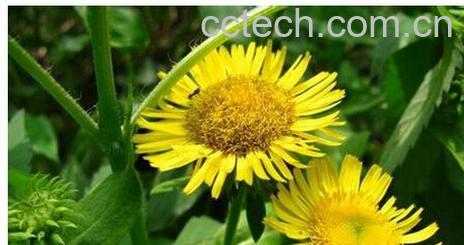 果蔬百科金钱花-0