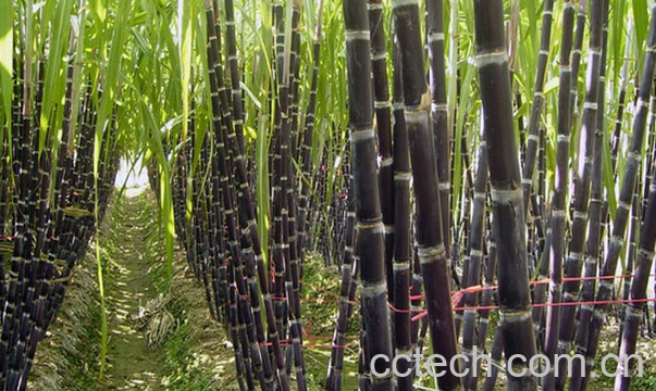 果蔬百科吃甘蔗会上火吗-0