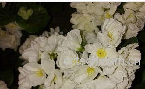 果蔬百科喝茉莉花茶-0