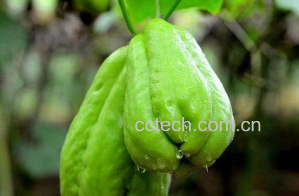 果蔬百科佛手瓜的功效与作用-0