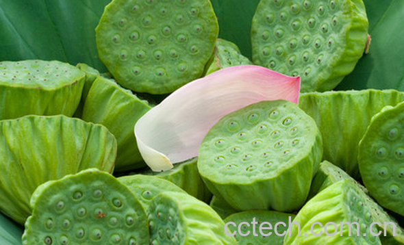 果蔬百科莲蓬的常见吃法-0