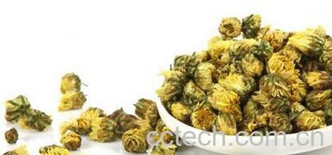 果蔬百科胎菊花-0