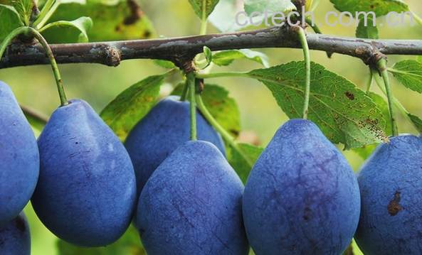 果蔬百科西梅的营养价值-0