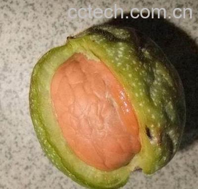 果蔬百科核桃皮的功效与作用 核桃皮的使用方法-0
