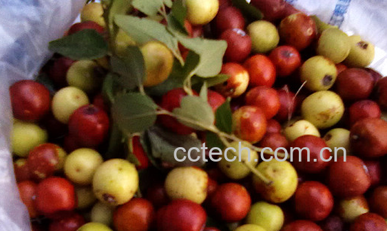 果蔬百科酸枣的营养价值与功效-0