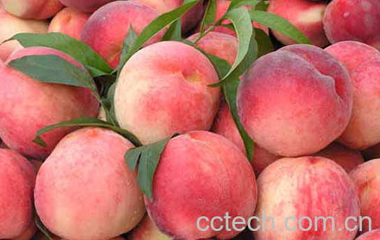 果蔬百科哪些人不适合吃桃子-0