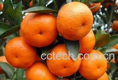 果蔬百科柑桔的功效与作用-0