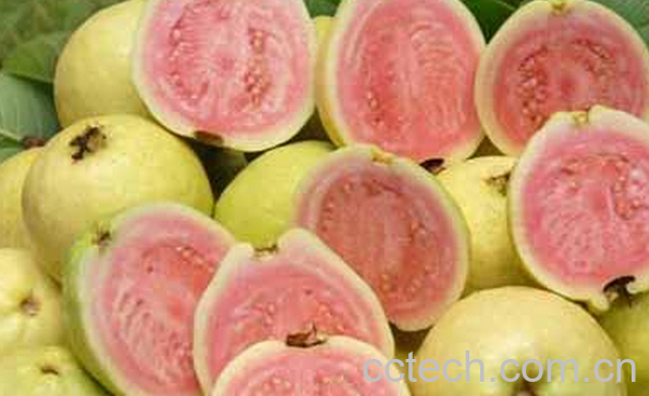 果蔬百科番石榴的食疗功效-0