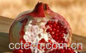 果蔬百科秘鲁石榴的功效与作用-0