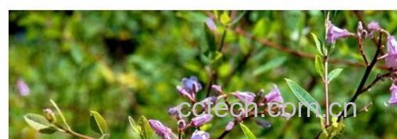 果蔬百科罗布麻茶-0