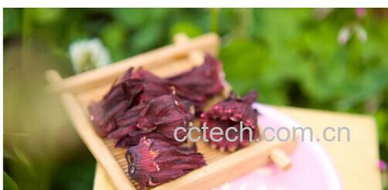 果蔬百科洛神花-0