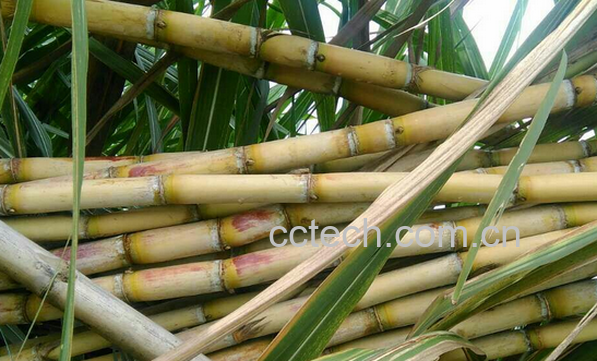 果蔬百科吃甘蔗的好处有哪些-0