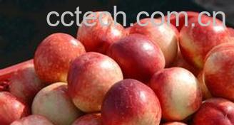 果蔬百科油桃的功效与作用-0