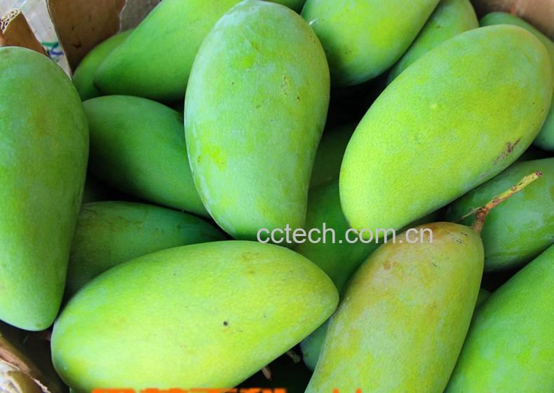 果蔬百科青皮芒的作用与功效-0