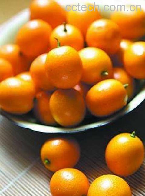 果蔬百科金桔的功效与作用-0