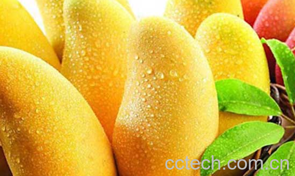 果蔬百科吃芒果的好处与坏处-0